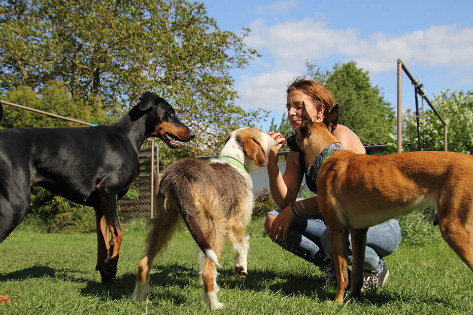 Mobile Hundeschule