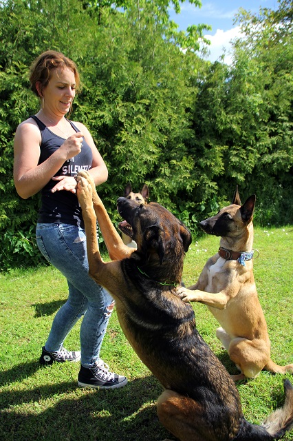 Mobile Hundeschule