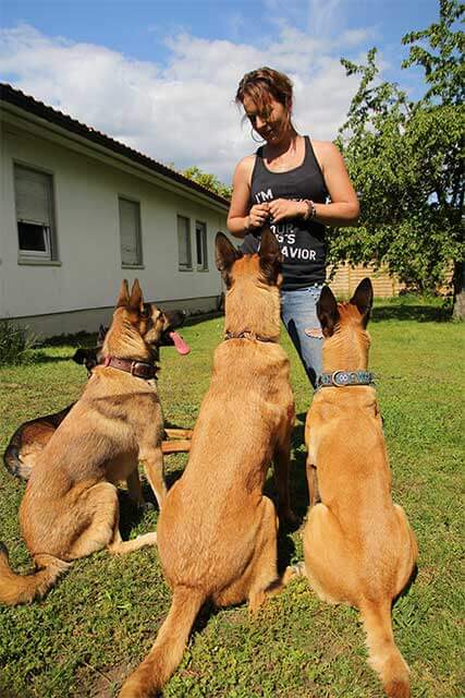 Mobile Hundeschule